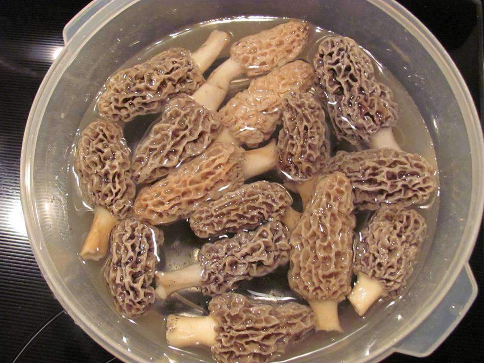 Dried Morel Mushrooms, 1 Pound As Picked, 20 Ounce Container Forest Glory